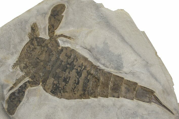 Eurypterus (Sea Scorpion) Fossil - New York #369236